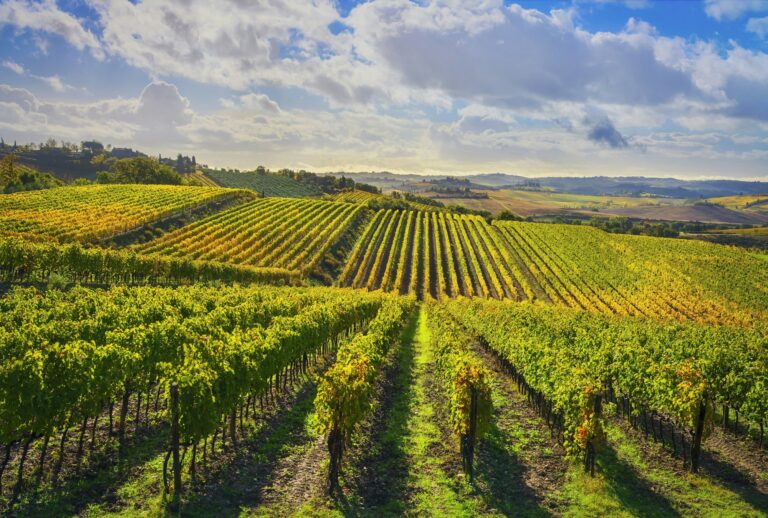 Chianti vineyards near Castellina, a short drive when you ask how far is Chianti from Florence